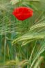 DSC_1665.JPG