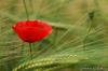 DSC_1677.JPG