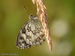 DSC_1347.jpg