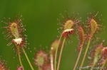 DSC_1564.jpg