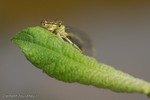 DSC_1759.jpg