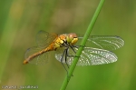 DSC_1907.jpg