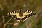 DSC_1997.jpg