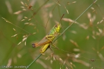DSC_3030.jpg