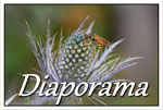 diaporama.jpg
